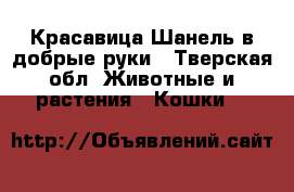 Красавица Шанель в добрые руки - Тверская обл. Животные и растения » Кошки   